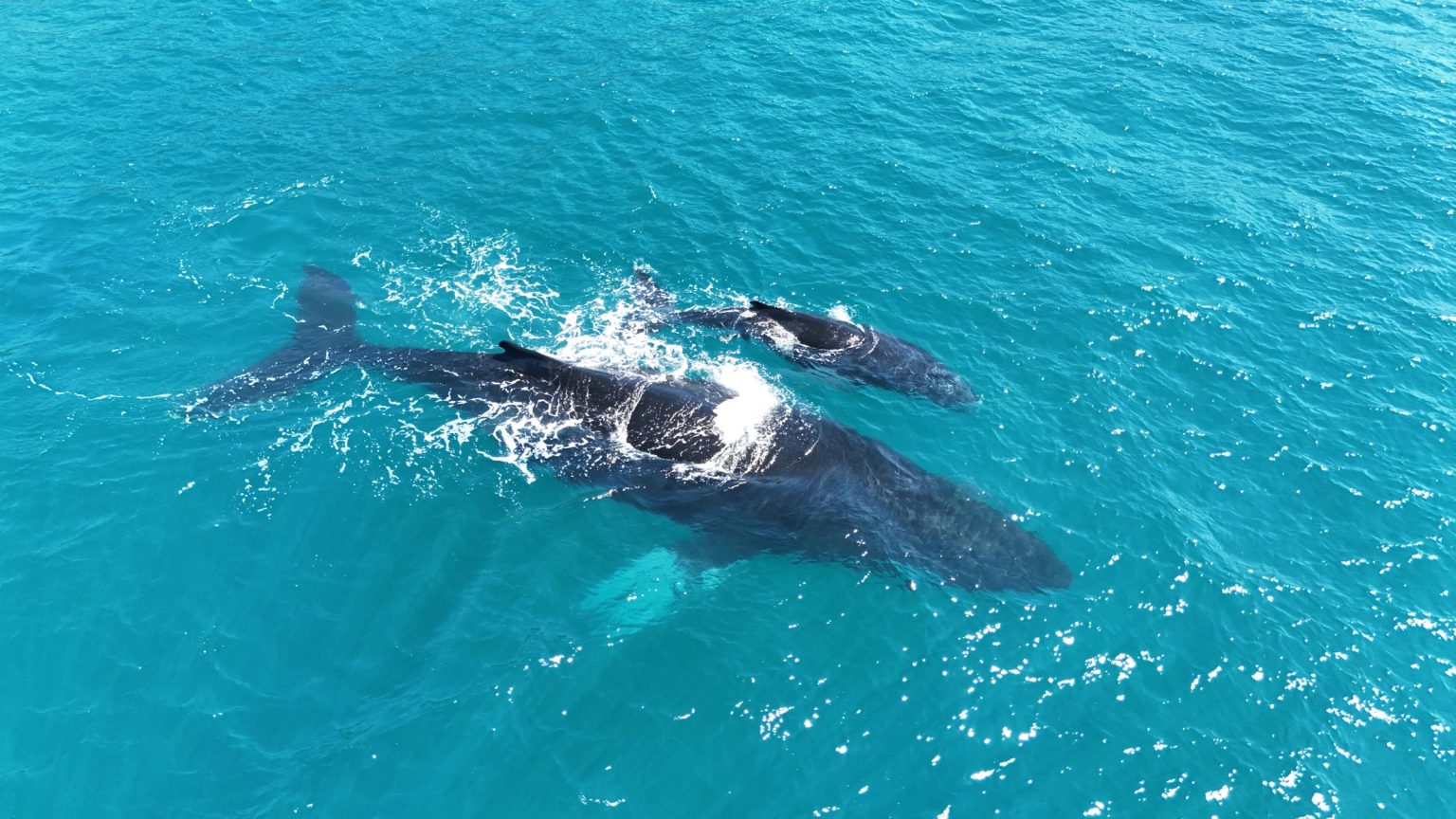 Two humpback whales seen from above in Samaná Bay, Dominican Republic