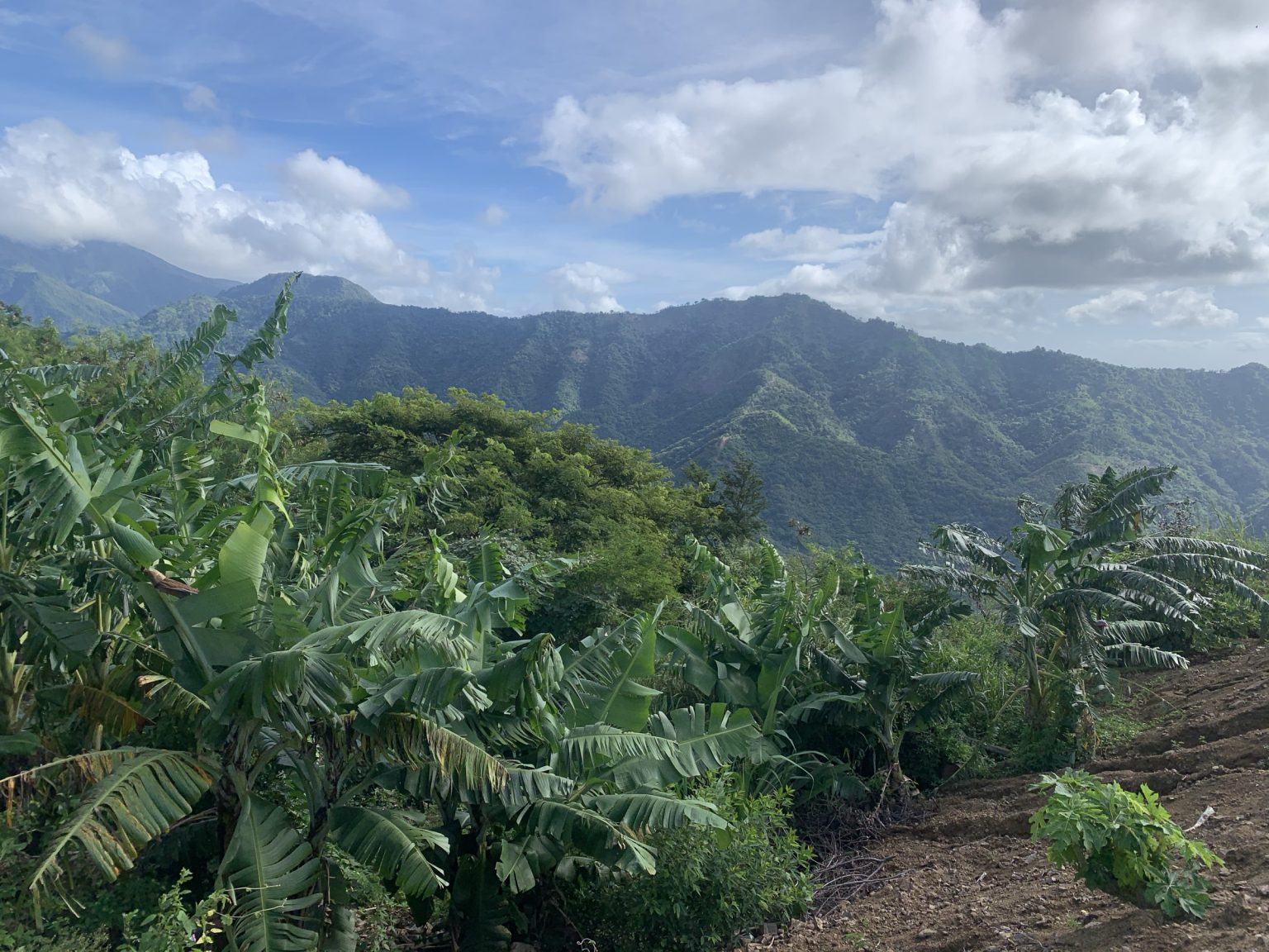 Forested mountains in the south-west of the Dominican Republic